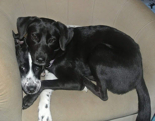 Lab Rescue - Diamond and Chayna1.jpg